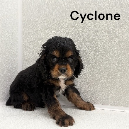 puppy, for, sale, Cocker Spaniel, Joe & Cherri  Overlease, dog, breeder, Miller, MO, dog-breeder, puppy-for-sale, forsale, nearby, find, puppyfind, locator, puppylocator, aca